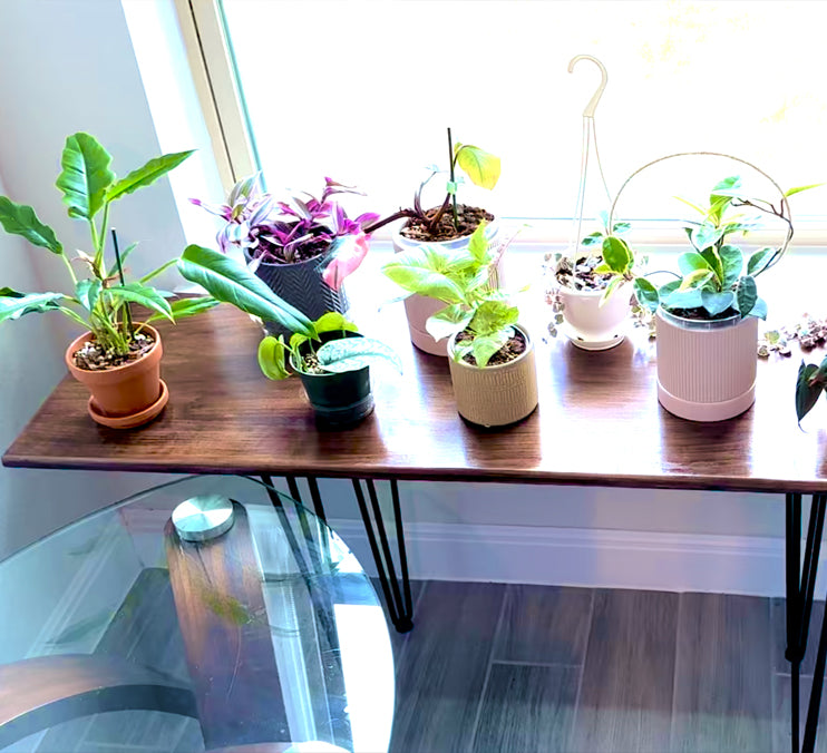 Window Plant Table With Metal Hair PIN Legs