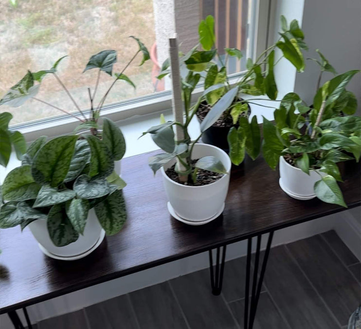 Window Plant Table With Metal Hair PIN Legs